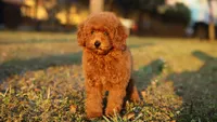 Nala Red AKC mini girl , a female Poodle - Toy  and Poodle - Miniature  for sale in Miami, FL – Photo 3 of 5