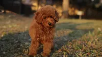 Nala Red AKC mini girl , a female Poodle - Toy  and Poodle - Miniature  for sale in Miami, FL – Photo 2 of 5