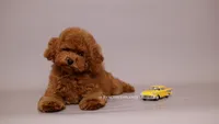 Teddy Bear Mark, a male Poodle - Toy  for sale in Miami, FL – 1 of 4
