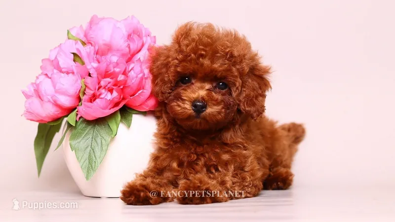 Ruby Red – Poodle - Toy  puppy for sale in Miami, FL