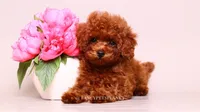 Ruby Red, a female Poodle - Toy  for sale in Miami, FL – 1 of 6