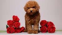 Stella Red Teddy Girl, a female Poodle - Toy  for sale in Miami, FL – 2 of 6