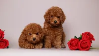 Stella Red Teddy Girl, a female Poodle - Toy  for sale in Miami, FL – 6 of 6