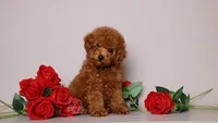 Stella Red Teddy Girl, a female Poodle - Toy  for sale in Miami, FL – 4 of 6