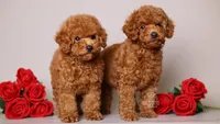 Stella Red Teddy Girl, a female Poodle - Toy  for sale in Miami, FL – 5 of 6