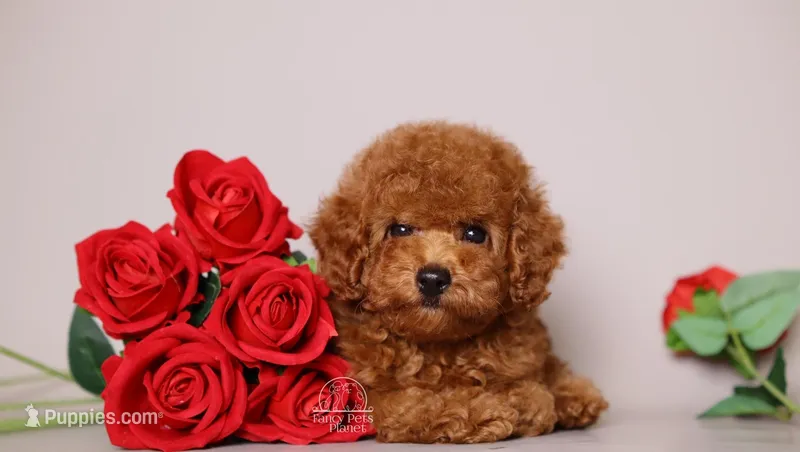 Stella Red Teddy Girl – Poodle - Toy  puppy on hold in Miami, FL