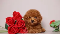 Stella Red Teddy Girl, a female Poodle - Toy  for sale in Miami, FL – 1 of 6