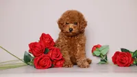 Stella Red Teddy Girl, a female Poodle - Toy  for sale in Miami, FL – 3 of 6