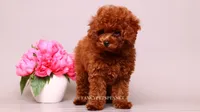 Ruby Red, a female Poodle - Toy  for sale in Miami, FL – 3 of 6