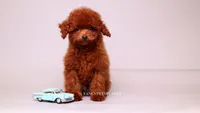 VISITA PER FORTUNA SHERI , a male Poodle - Toy  for sale in Miami, FL – 4 of 6