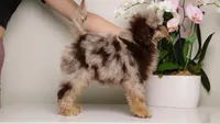 LUCILE CHOCOLATE MERLE FEMALE WITH TAN POINTS BLUE EYES, a female Poodle - Toy  and Poodle - Miniature  for sale in Miami, FL – Photo 7 of 8