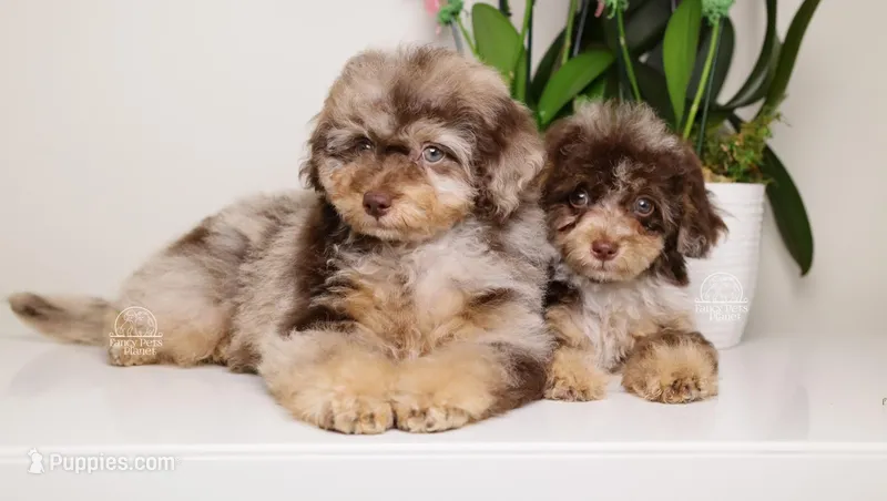 LUCILE CHOCOLATE MERLE FEMALE WITH TAN POINTS BLUE EYES – Poodle - Toy , Poodle - Miniature  puppy for sale in Miami, FL
