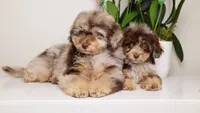 LUCILE CHOCOLATE MERLE FEMALE WITH TAN POINTS BLUE EYES, a female Poodle - Toy  and Poodle - Miniature  for sale in Miami, FL – Photo 1 of 8