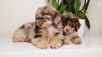 LUCILE CHOCOLATE MERLE FEMALE WITH TAN POINTS BLUE EYES, a female Poodle - Toy  and Poodle - Miniature  for sale in Miami, FL – Photo 8 of 8