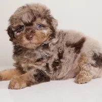 LUCILE CHOCOLATE MERLE FEMALE WITH TAN POINTS BLUE EYES, a female Poodle - Toy  and Poodle - Miniature  for sale in Miami, FL – Photo 6 of 8