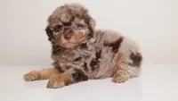 LUCILE CHOCOLATE MERLE FEMALE WITH TAN POINTS & BLUE EYES, a female Poodle - Miniature  for sale in Miami, FL – Photo 3 of 3