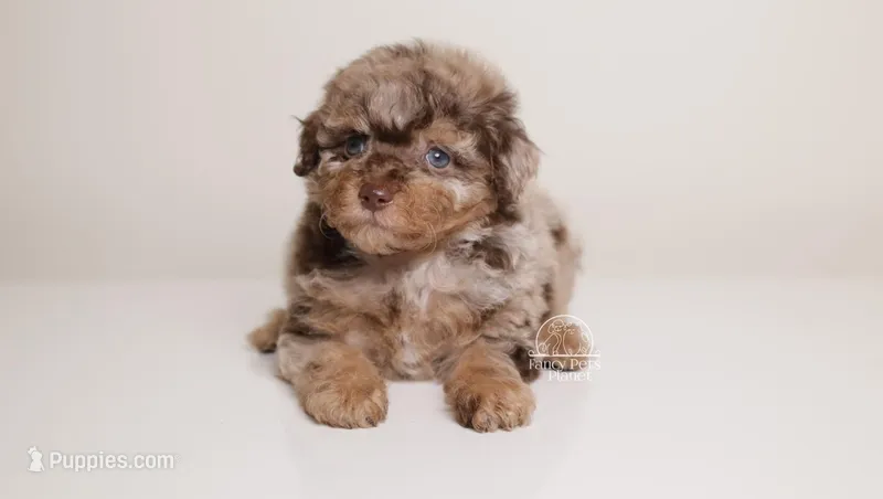 LUCILE CHOCOLATE MERLE FEMALE WITH TAN POINTS & BLUE EYES