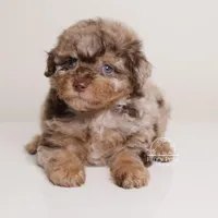 LUCILE CHOCOLATE MERLE FEMALE WITH TAN POINTS BLUE EYES, a female Poodle - Toy  and Poodle - Miniature  for sale in Miami, FL – Photo 5 of 8