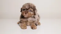 LUCILE CHOCOLATE MERLE FEMALE WITH TAN POINTS & BLUE EYES, a female Poodle - Miniature  for sale in Miami, FL – Photo 1 of 3