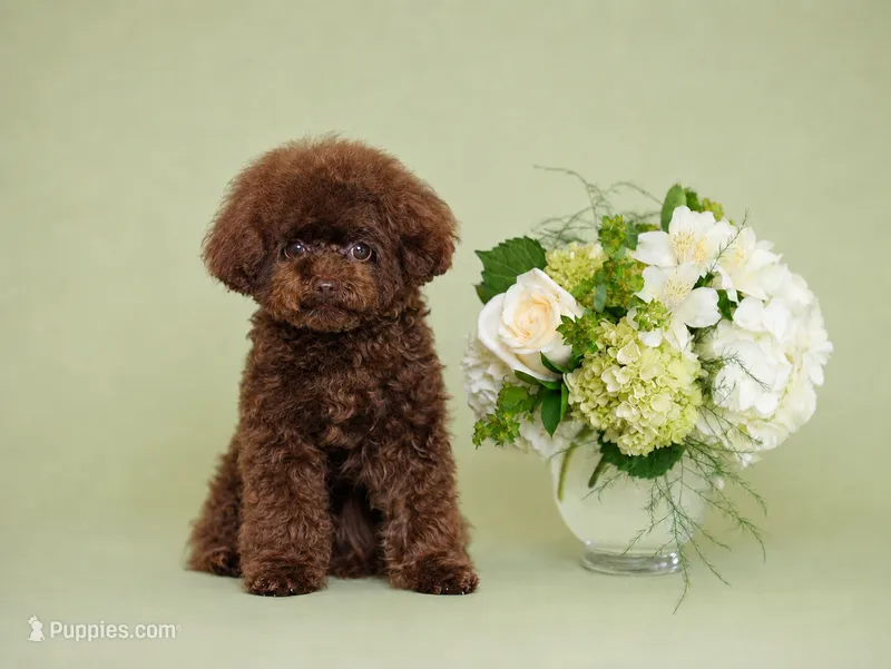 Noah Teacup Chocolate – Poodle - Toy  puppy for sale in Miami, FL