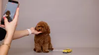Teddy Bear Mark, a male Poodle - Toy  for sale in Miami, FL – 2 of 4