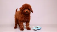 VISITA PER FORTUNA SHERI , a male Poodle - Toy  for sale in Miami, FL – 5 of 6