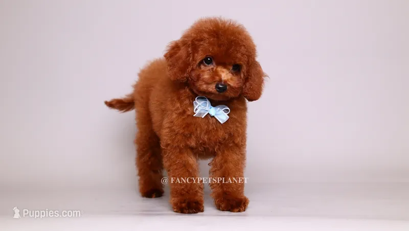 VISITA PER FORTUNA SHAX – Poodle - Toy  puppy for sale in Miami, FL