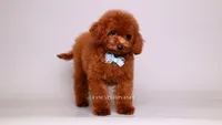 VISITA PER FORTUNA SHAX, a male Poodle - Toy  for sale in Miami, FL – 1 of 5
