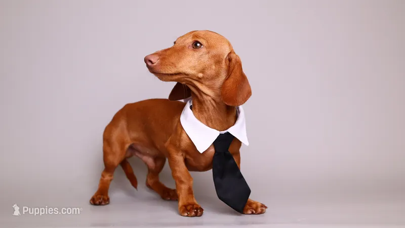 Chipping Chip – Miniature Dachshund puppy for sale in Miami, FL