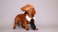 Chipping Chip, a male Miniature Dachshund for sale in Miami, FL – 1 of 4