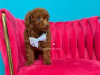Green eyed King of my heart, a male Poodle - Toy  for sale in Miami, FL – 3 of 6