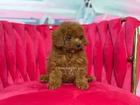 Key to my soul, a male Poodle - Toy  for sale in Miami, FL – 6 of 7