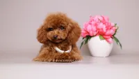 Meilin Teacup toy poodle, a female Poodle - Toy  for sale in Miami, FL – 4 of 4