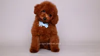 VISITA PER FORTUNA SHAX, a male Poodle - Toy  for sale in Miami, FL – 4 of 5