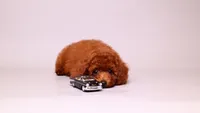 onyx mini akc, a male Poodle - Miniature  for sale in Miami, FL – 3 of 4
