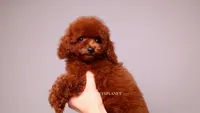 VISITA PER FORTUNA SHANTI , a male Poodle - Toy  for sale in Miami, FL – 4 of 4