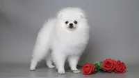 Nicoletta Von Rikos, a female Pomeranian for sale in Miami, FL – 2 of 5