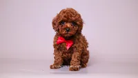 sterling Toy, a male Poodle - Toy  for sale in Miami, FL – 2 of 3