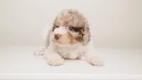 LOKI — WHITE TRICOLOR MERLE MALE CHOCOLATE CARRIER, a male Poodle - Miniature  for sale in Miami, FL – Photo 2 of 3