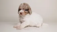 LOKI — WHITE TRICOLOR MERLE MALE CHOCOLATE CARRIER, a male Poodle - Miniature  for sale in Miami, FL – Photo 1 of 3