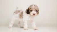 LOKI — WHITE TRICOLOR MERLE MALE CHOCOLATE CARRIER, a male Poodle - Miniature  for sale in Miami, FL – Photo 3 of 3
