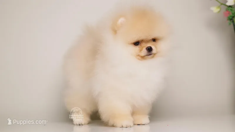 Sky cream light orangepom 