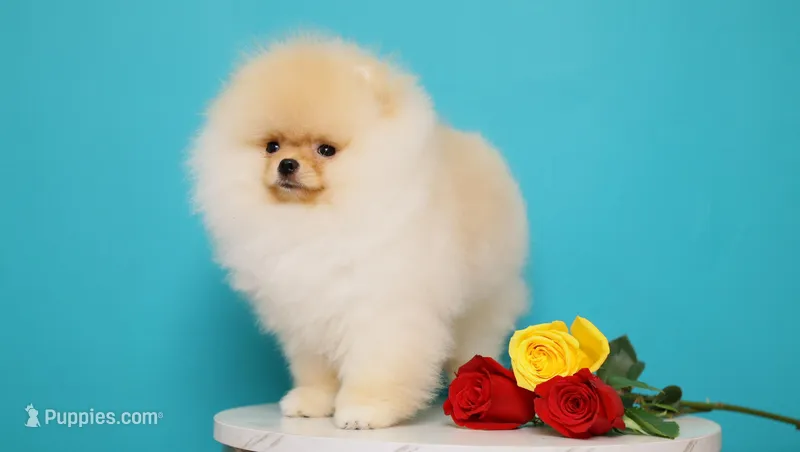 Sky cream light orangepom  – Pomeranian puppy for sale in Miami, FL