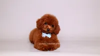VISITA PER FORTUNA SHAX, a male Poodle - Toy  for sale in Miami, FL – 2 of 5