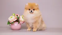 Valentina, a female Pomeranian for sale in Miami, FL – 2 of 3