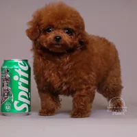 TARIX CHINESE TRUE SMALL TOY, a male Poodle - Toy  for sale in Miami, FL – Photo 4 of 8