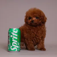 TARIX CHINESE TRUE SMALL TOY, a male Poodle - Toy  for sale in Miami, FL – Photo 2 of 8