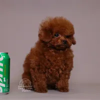 TARIX CHINESE TRUE SMALL TOY, a male Poodle - Toy  for sale in Miami, FL – Photo 5 of 8