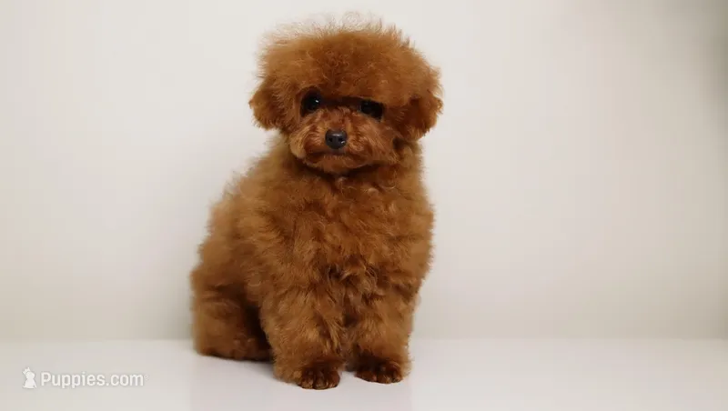 TARIX CHINESE TRUE SMALL TOY – Poodle - Toy  puppy for sale in Miami, FL