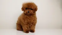 TARIX CHINESE TRUE SMALL TOY, a male Poodle - Toy  for sale in Miami, FL – Photo 1 of 8